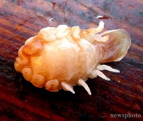 Si KuNaNg-KuNaNg MaLaM: KUTU...TP INI KUTU IKAN..