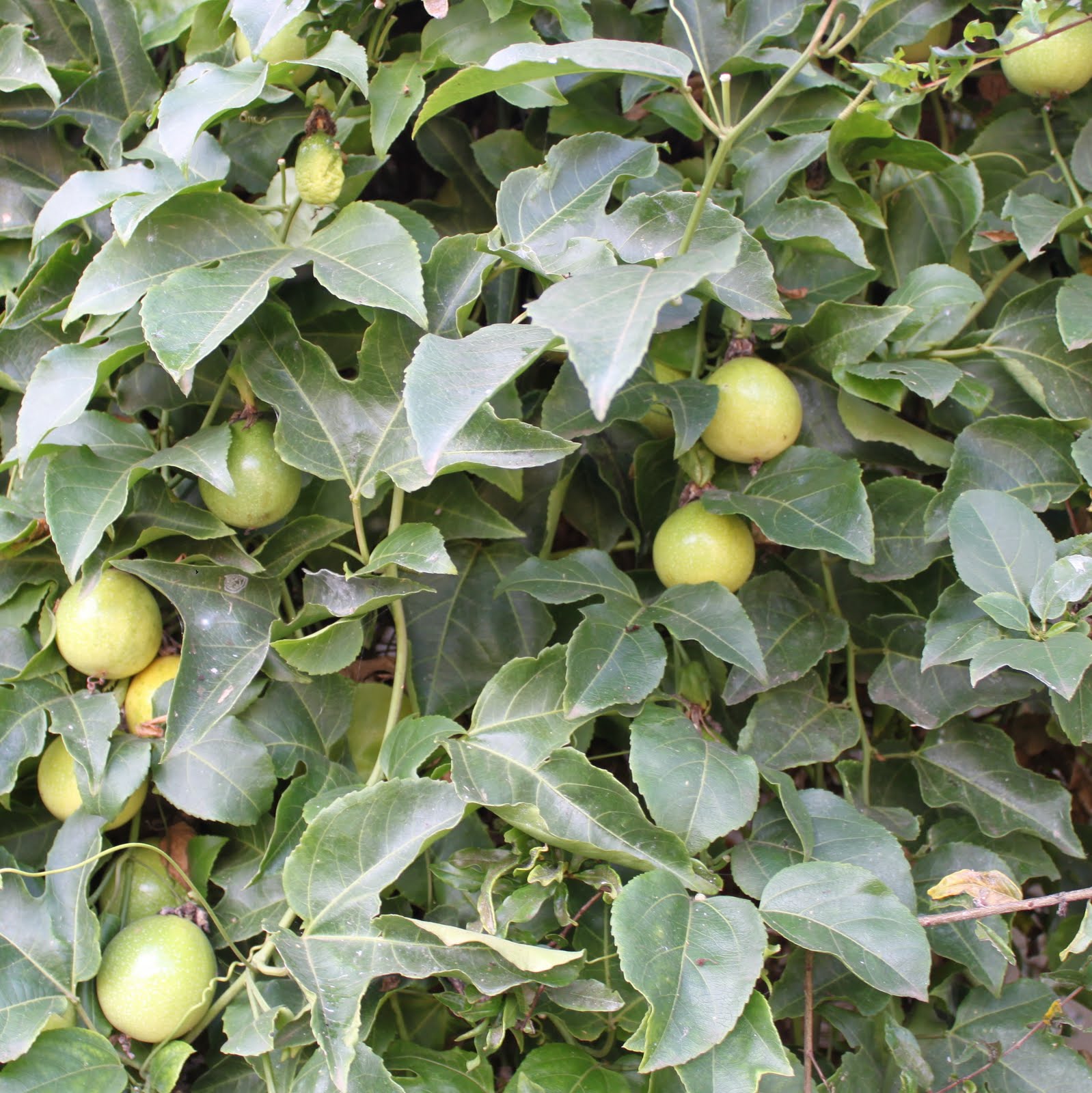 My Photo Blog Visit to Ghataprabha Health Centre