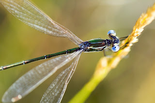 Para ampliar Lestes virens hacer clic