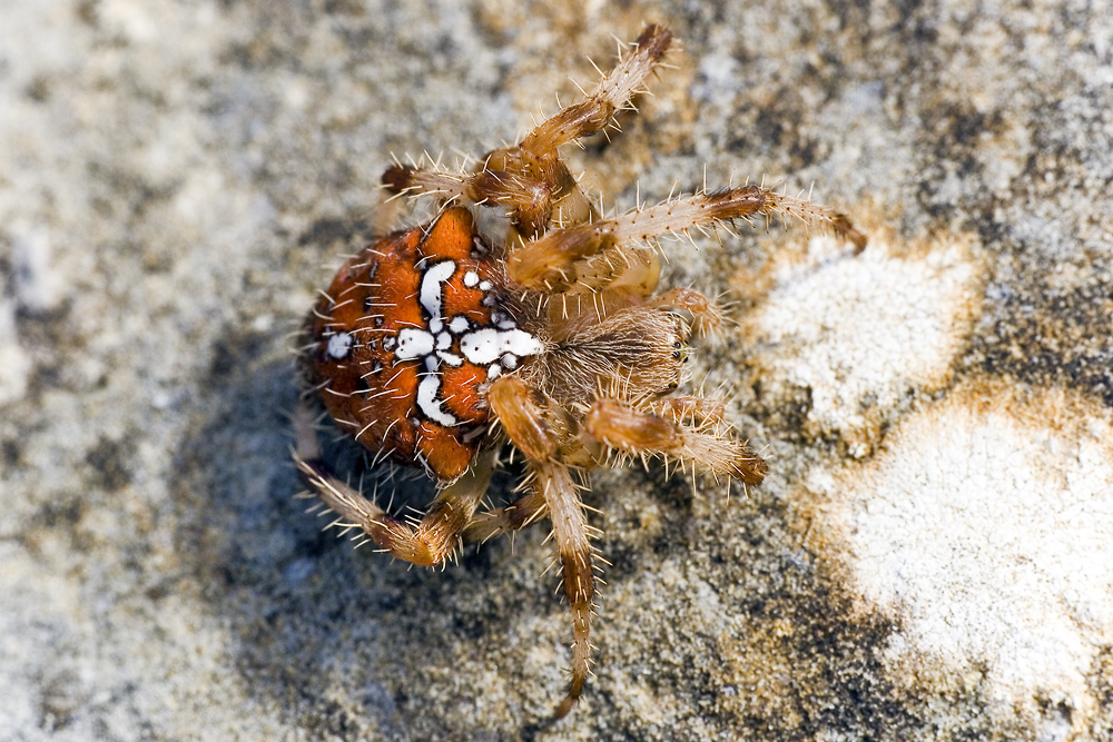 banca pueyo wikipedia invertebrados de huesca araneus pallidus banca pueyo wikipedia invertebrados de huesca araneus pallidus
