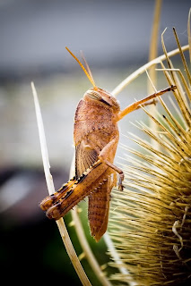 Para ampliar Anacridium aegyptium (Langosta egipcia) hacer clic