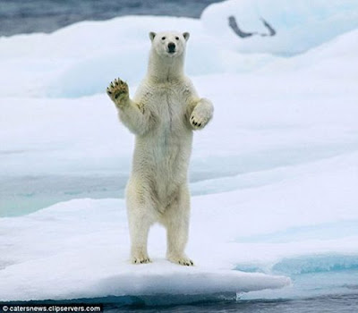 北極熊超好客 - 超級好客的北極熊