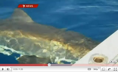 澳洲大白鯊撞船