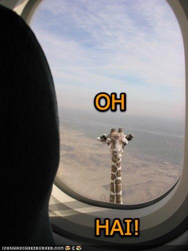 [Image: funny-pictures-giraffe-airplane-window.jpg]