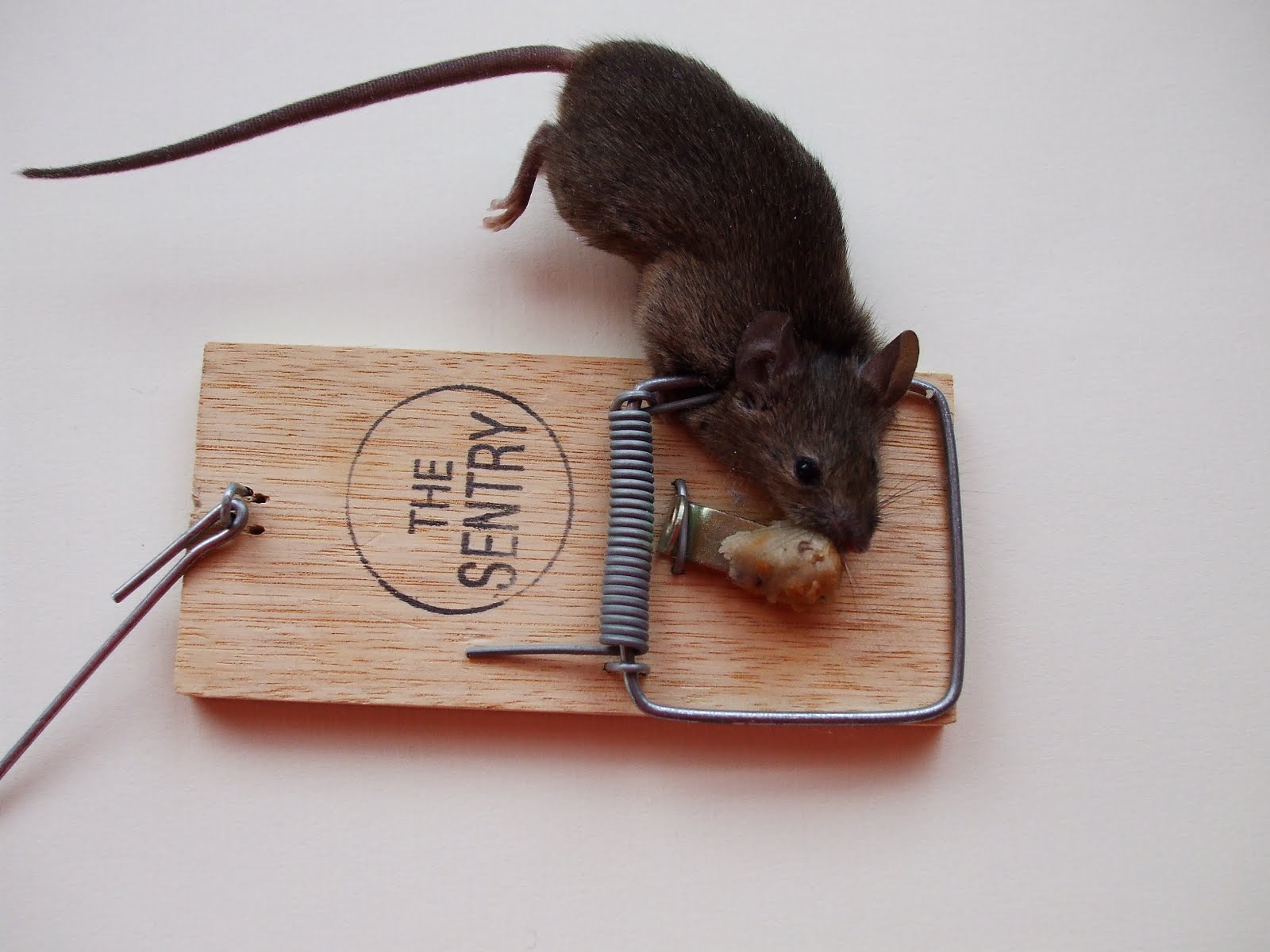 Mouse Infestation Problem. Whitefriars Housing Group. Dead Mouse