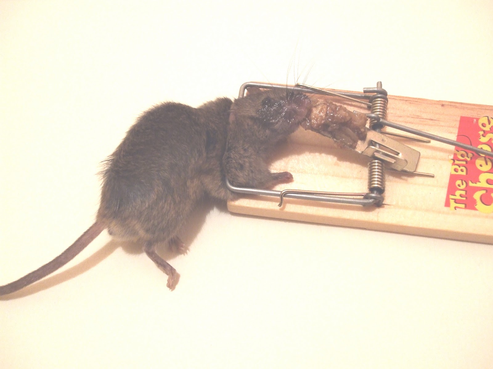 Mouse problem landlord or tenant, how to get rid of little red ants in