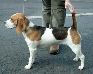 Energetic Beagle Dog