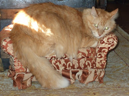 Roscoe on HIS couch! Just his size!