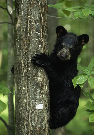 black bear baby black bear baby