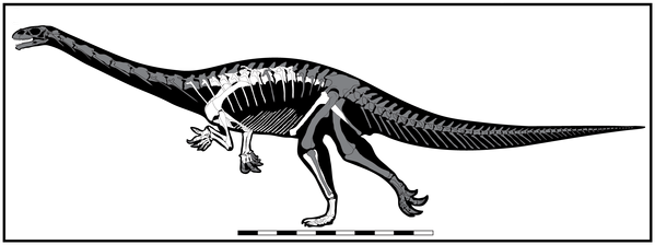 Cientistas descobrem novo dinossauro predador gigante com braços curtos,  como o T-Rex - Folha PE