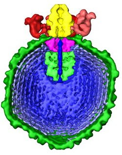 Virus listo para inyectar la célula