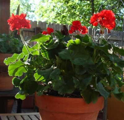 Do Geraniums Come Back The Following Year - how to plant, grow & care for geraniums