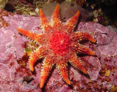 de la estrella de mar está estrella de mar. de la estrella de mar está
