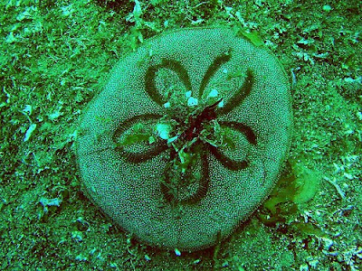 GALLETAS DE MAR galletas de mar: