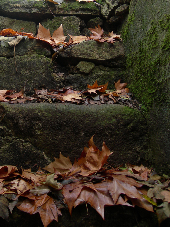 [forest+]