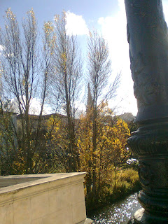 Árboles sin hojas