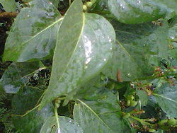 Rain leaf