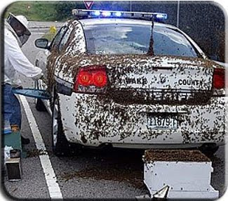 Police trapped in thousands of bees in his patrol car