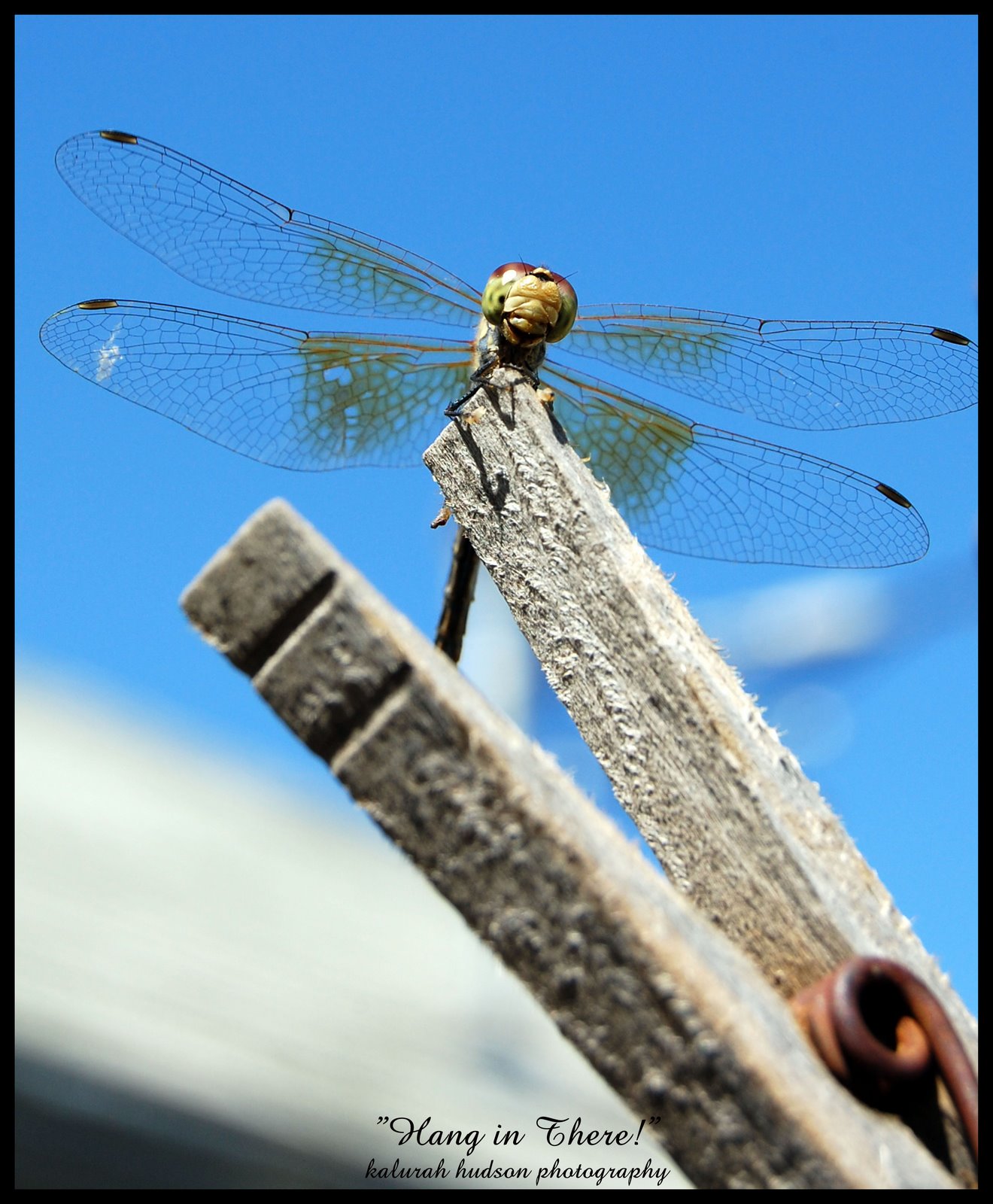 [hanginthereposter.jpg]