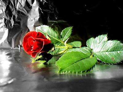 flower rose wallpaper desktop. flower