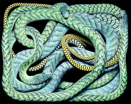 [blue-snake.jpg]