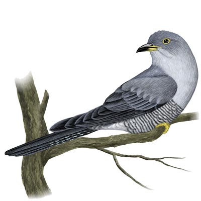 Common Cuckoo Common Cuckoo
