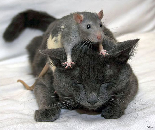 Mice and Rats - All Creatures Animal Exploitation Photo Gallery: This All