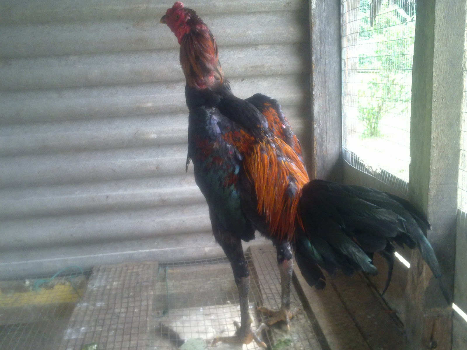 selamat datang ayam siam ayam sabung ayam sabung untuk selamat datang ayam siam ayam sabung ayam sabung untuk