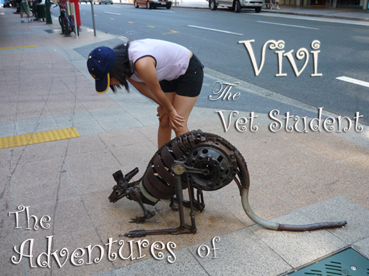 The Adventures Of Vivi The Vet Student