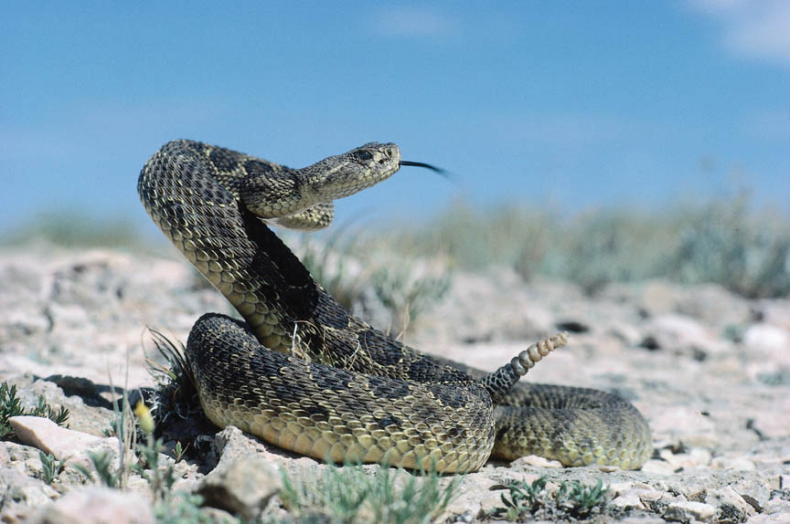 Swarm Of Snakes