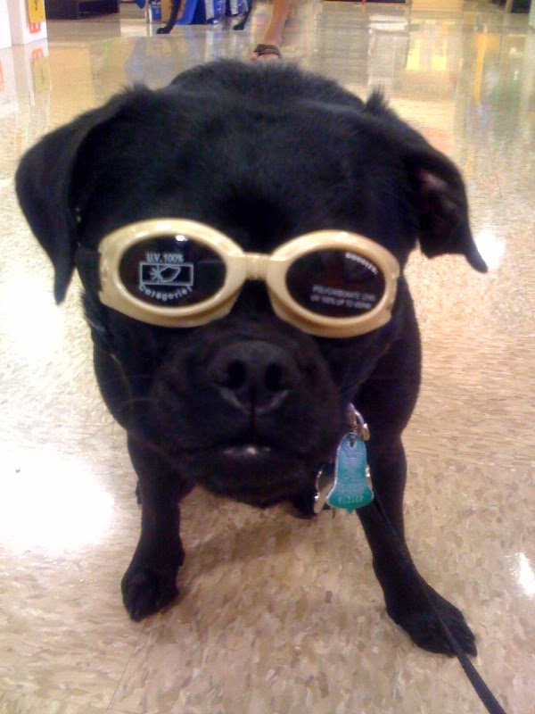 [CoCo+Doggles+6-14-09+(1).jpg]