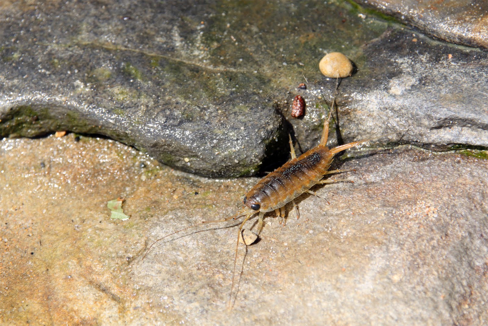 Sea Roach
