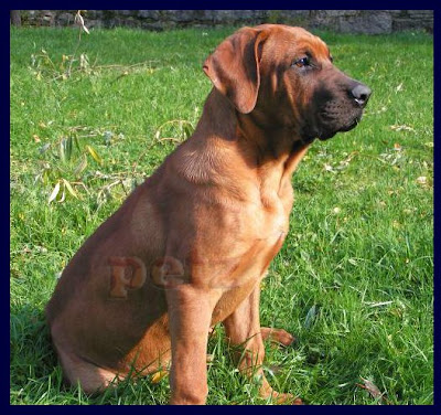 Japanese Tosa Fighting Dog Videos Japanese Tosa Fighting Dog Videos