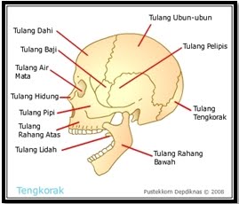 tulang-tulang yang saling bersambungan dan membentuk tubuh manusia