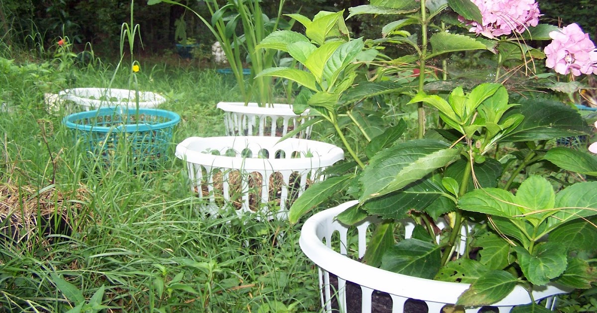 Flowerox News my laundry basket garden!)