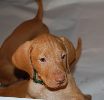 Vizsla Puppies on Vizsla Puppy Pictures