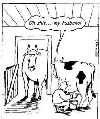 cows1.jpg