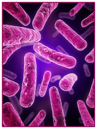 Decomposers Bacteria