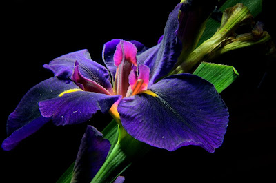 flickr iris