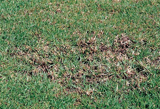 AREAVERDE: Plagas mas comunes en césped