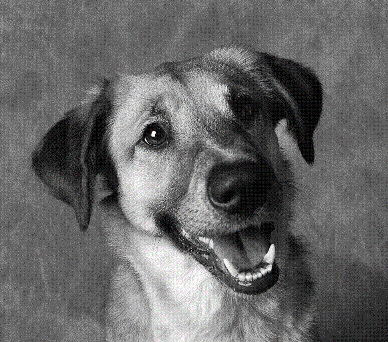 Buddy