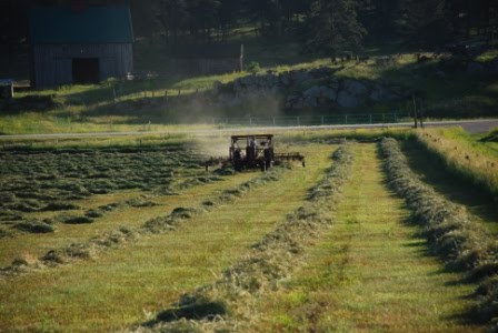 [raking+hay+north+of+Pringle.JPG]