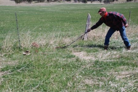 [the+bullsnake+my+husband+found.JPG]