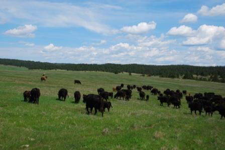 [moving+cows+through+the+Moore+place.JPG]
