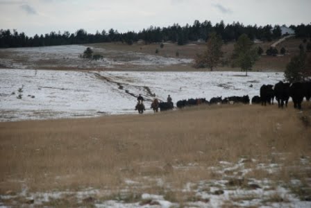 [RWS_Bringing+in+heifers.JPG]
