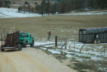 [RWS_at+Reed+Place+to+gather+heifers.JPG]