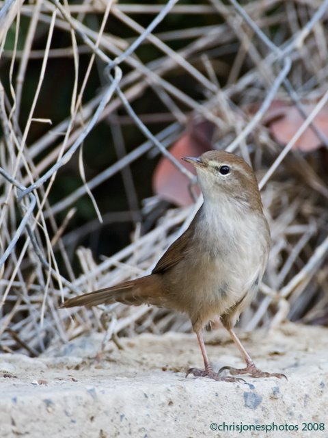 [Cetti]