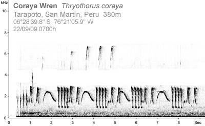 [corayawrensonogram.jpg]