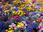 Paisajes de Flores primavera flores paisajes