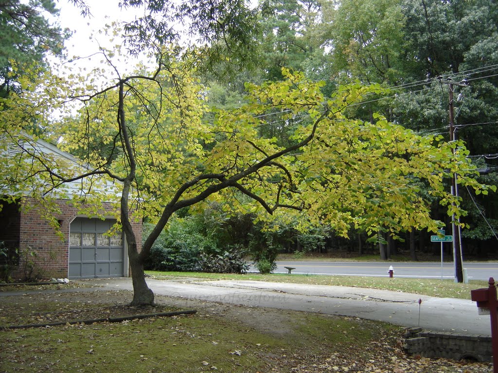 Dogwood+tree+leaves+turning+yellow